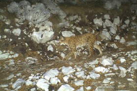 The Balkan lynx (Lynx lynx balcanicus). The total population of Balkan lynx is estimated to comprise fewer than 50 individuals. Based on this estimate, the species is considered "Critically Endangered".